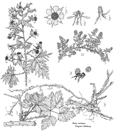 Evergreen blackberry - ink drawing