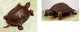 bronze turtle