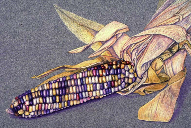 Corn detail