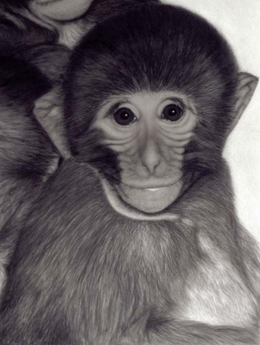 Rhesus monkey detail