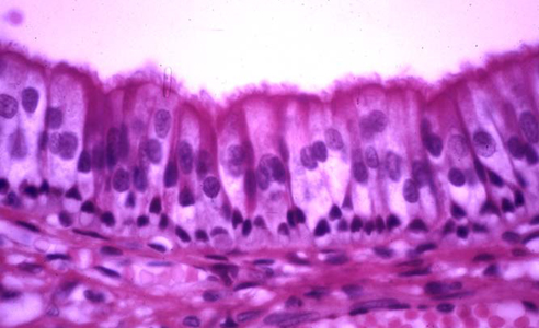 Photomicrographs - epithelial tissues